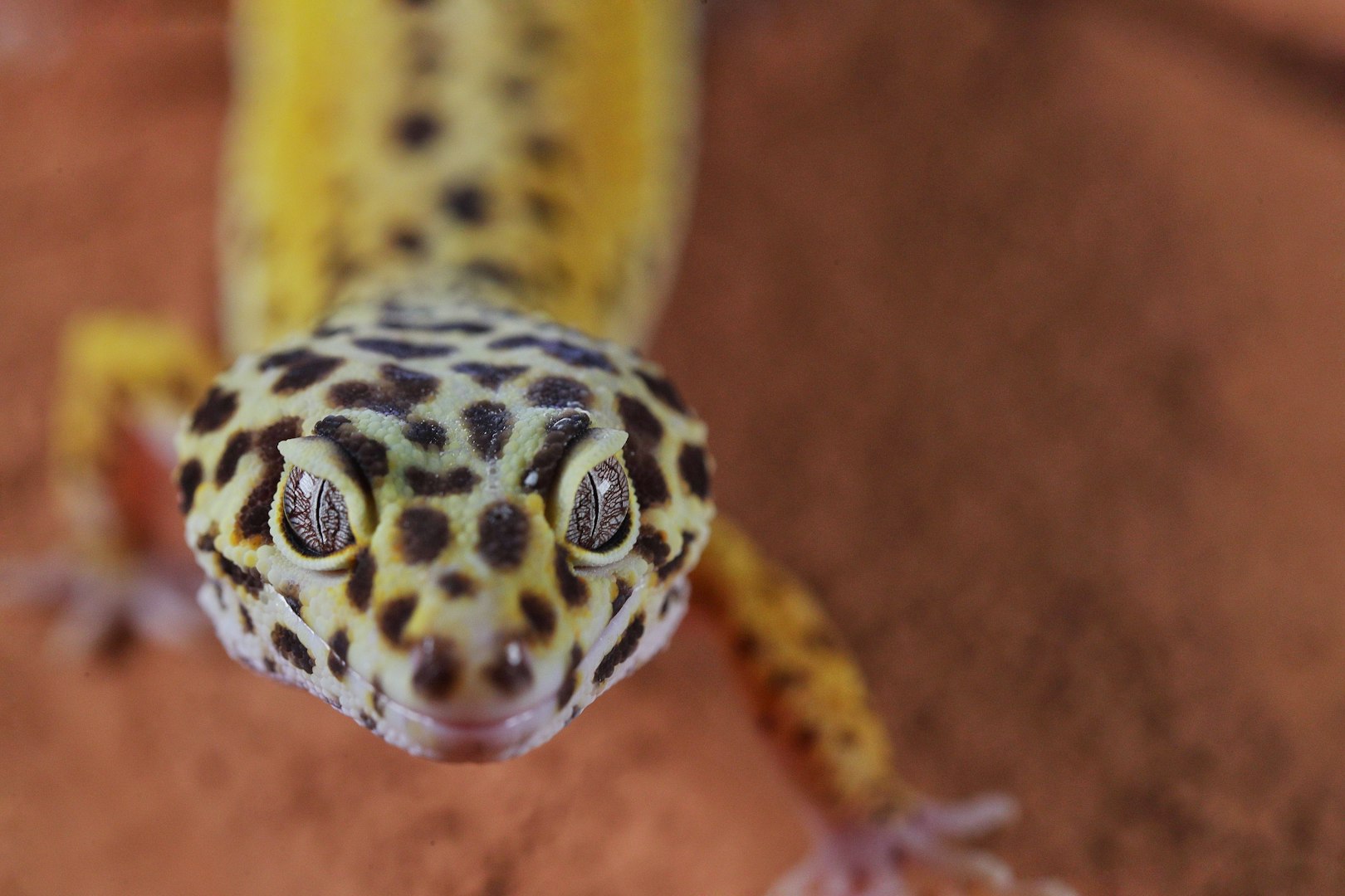 Leopardgecko hos ER VETERINÄR