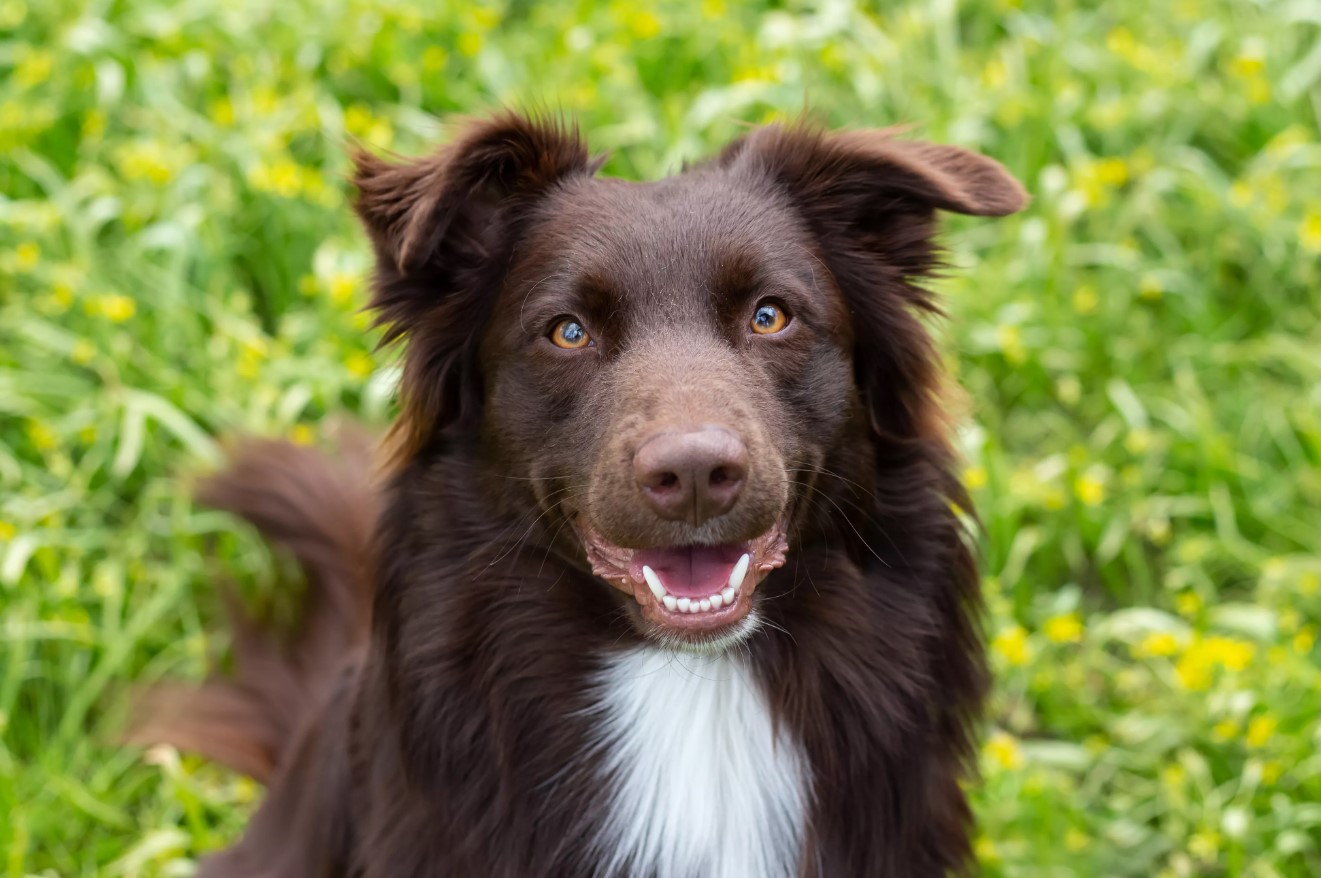 HUND ER VETERINÄR