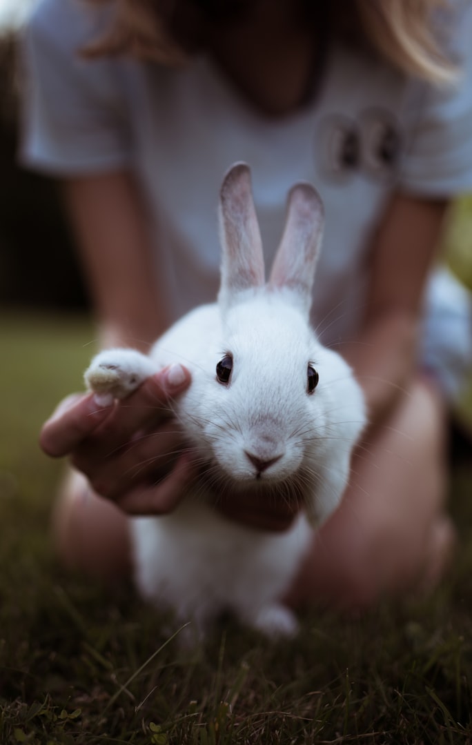 Kanin hos ER VETERINÄR