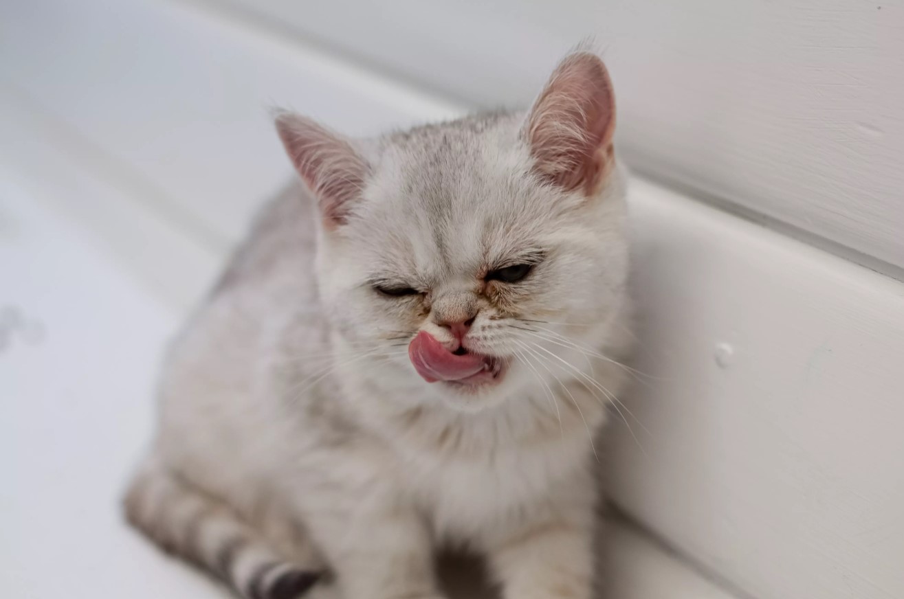 KATT ER VETERINÄR