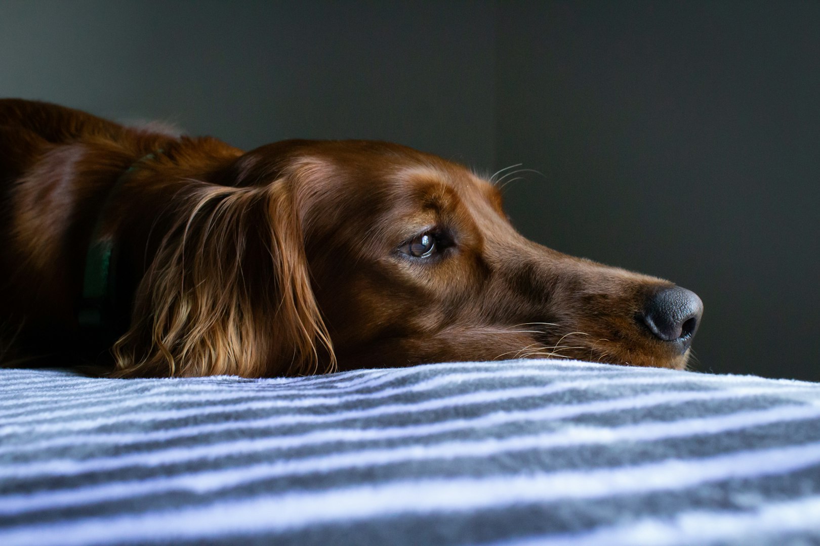 Hundveterinär i Linköping