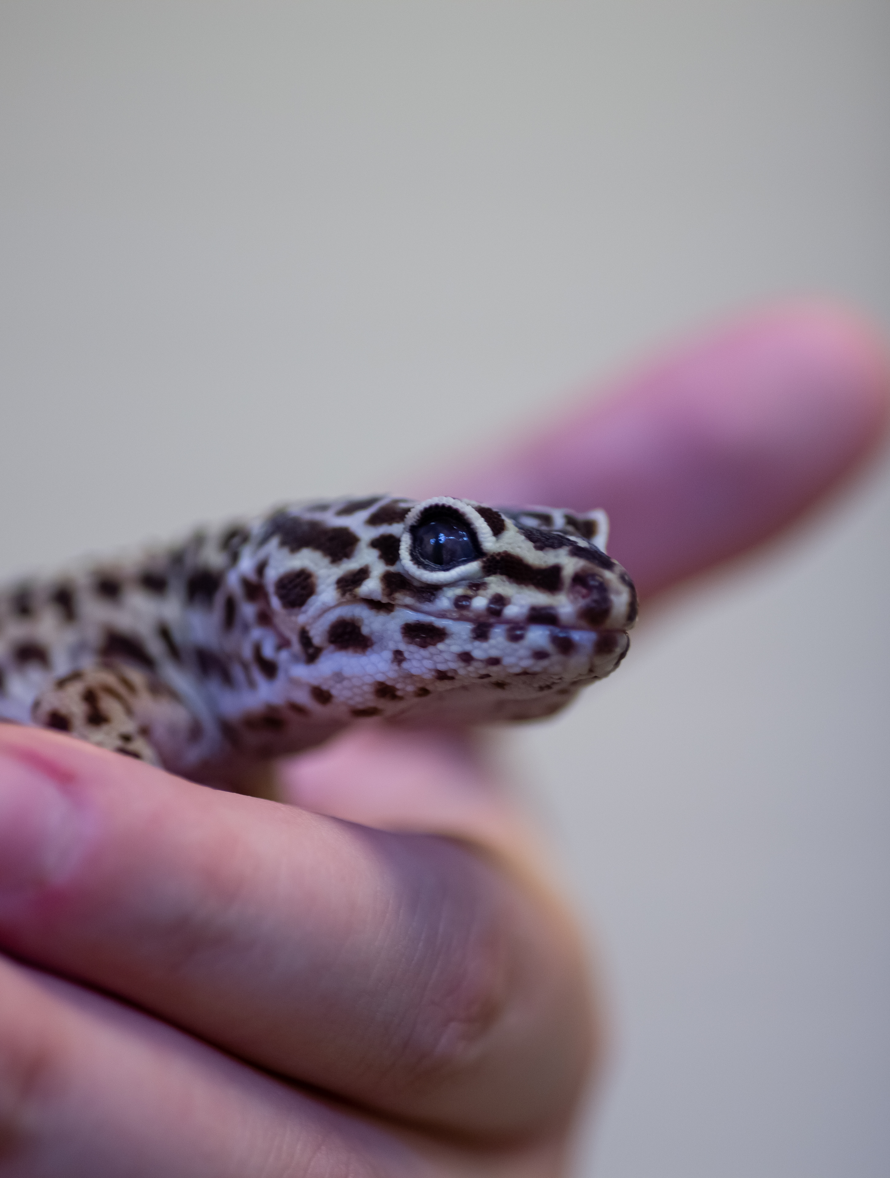 Leopardgecko hos ER VETERINÄR
