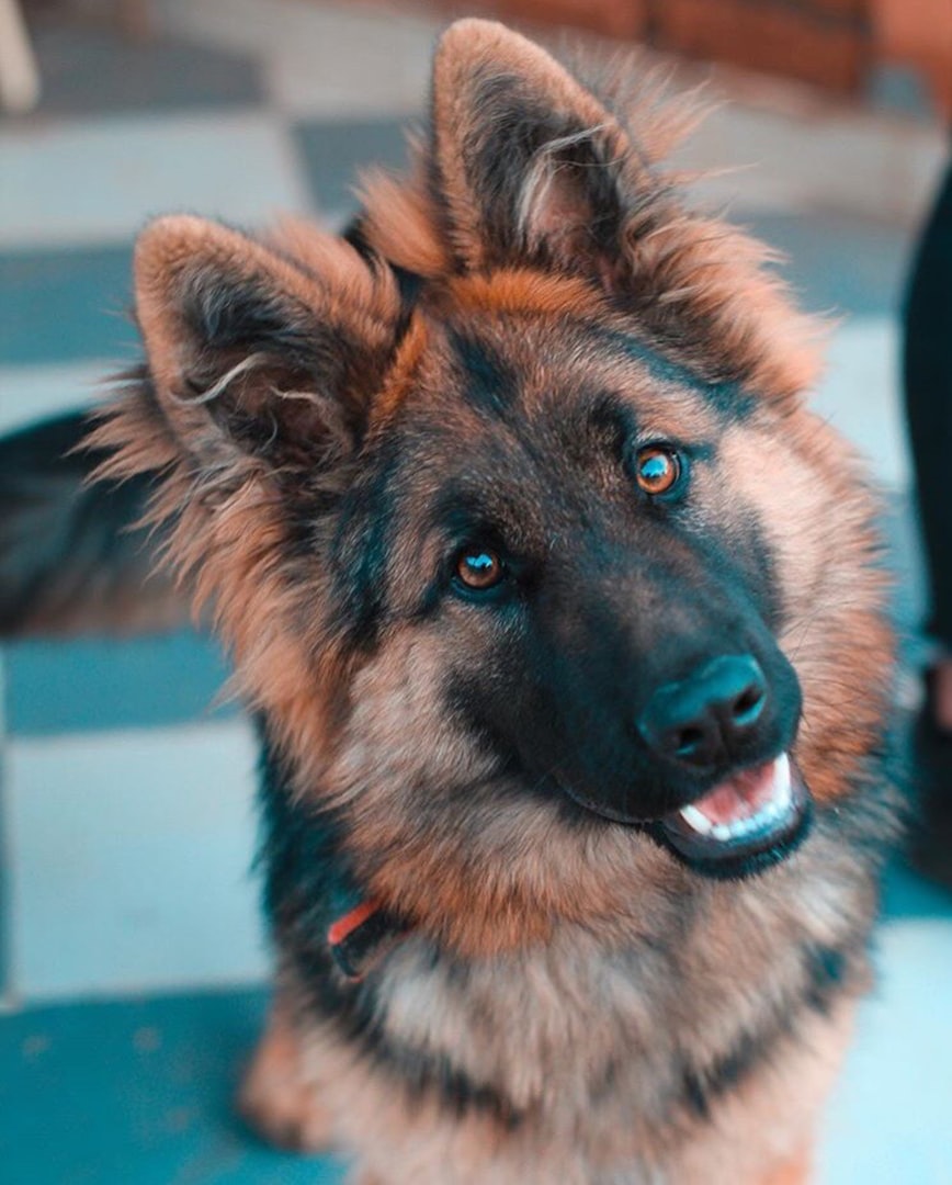 Schäfer hos ER VETERINÄR