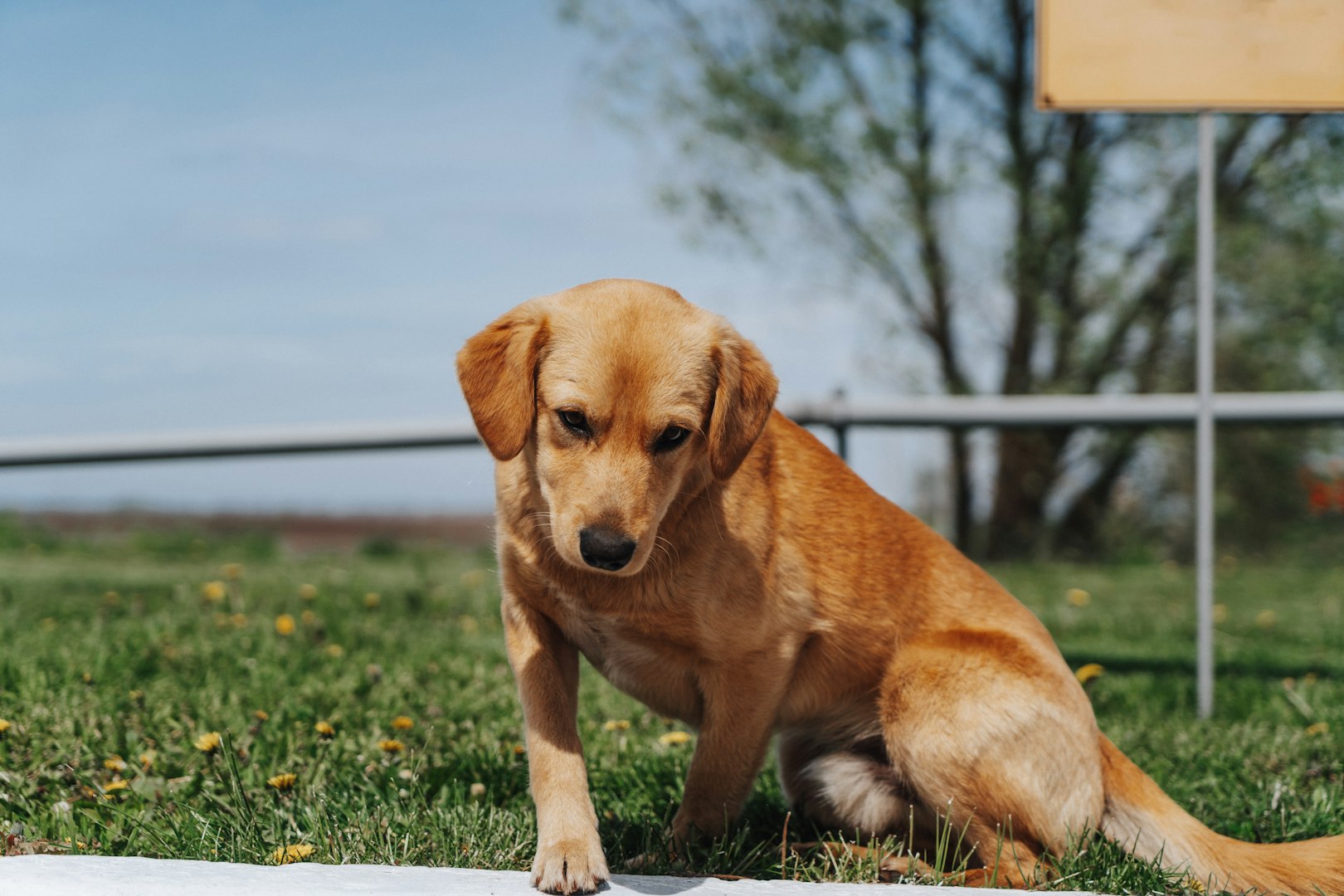 Hundveterinär i Linköping