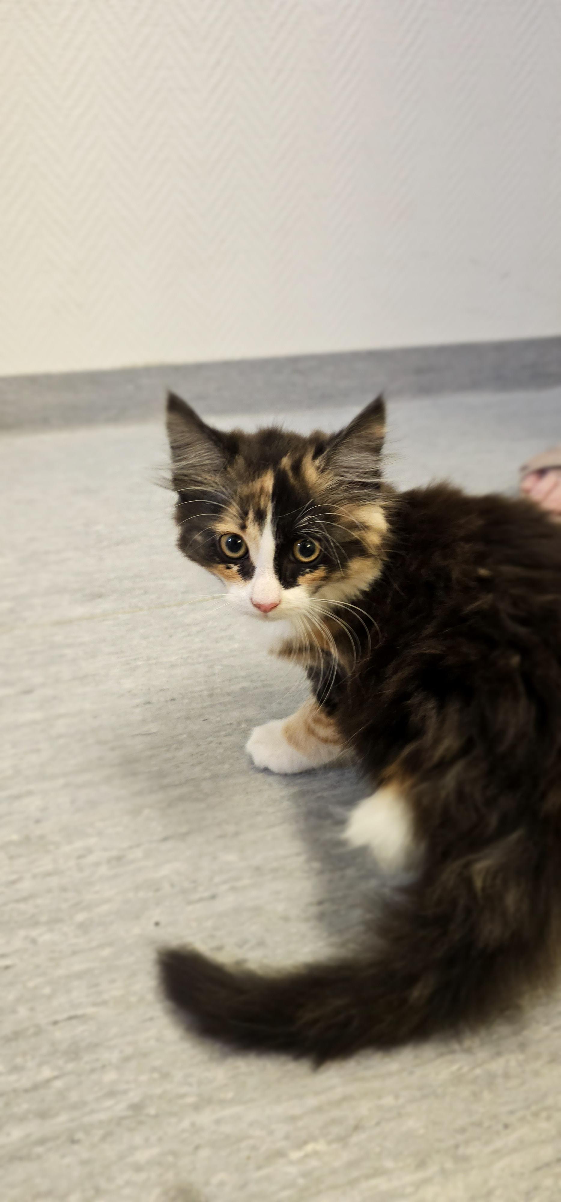 Kanin ER VETERINÄR LINKÖPING