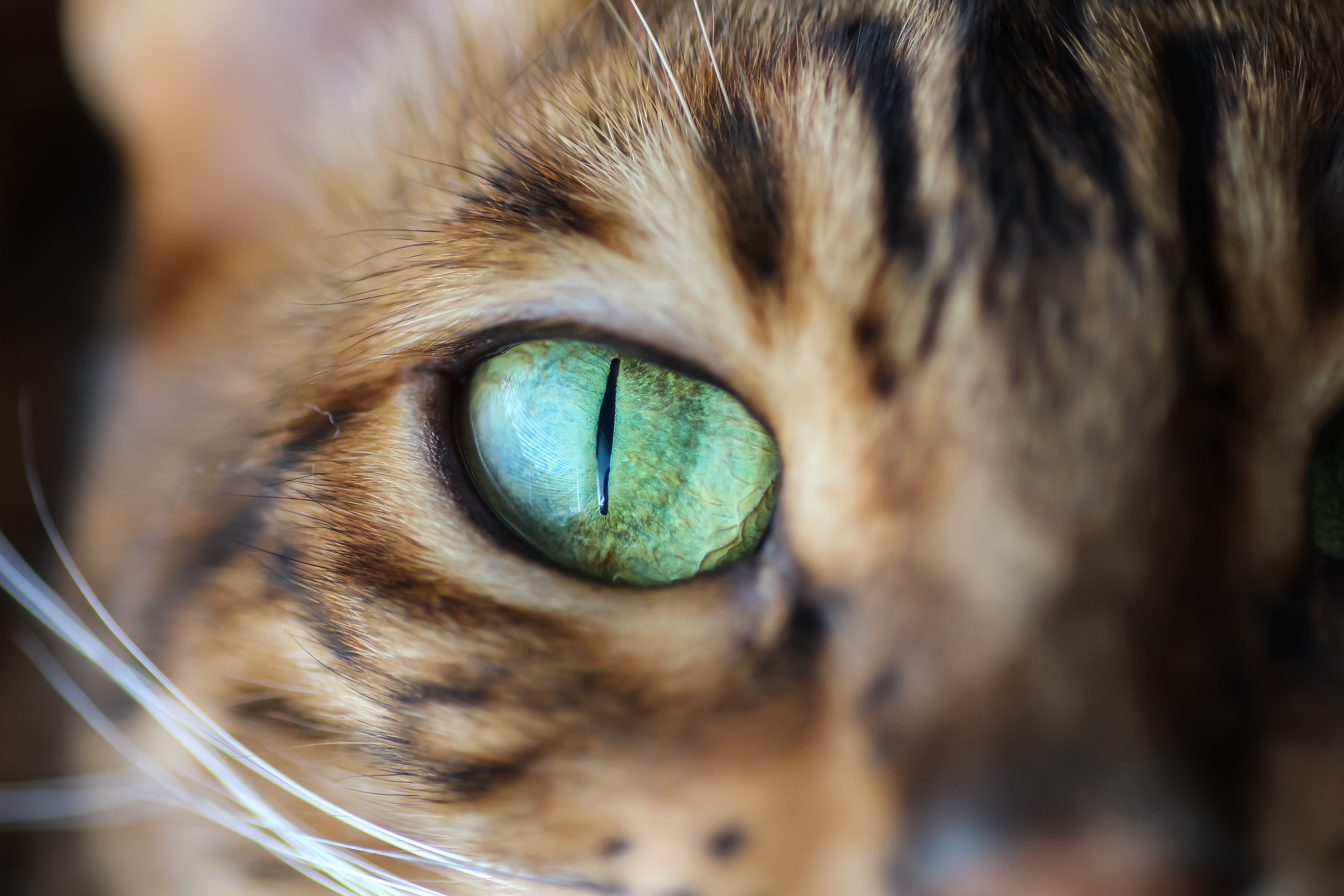 Katt hos ER VETERINÄR LINKÖPING