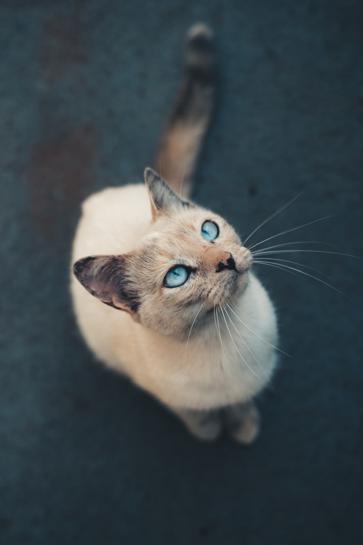 Katt hos ER VETERINÄR
