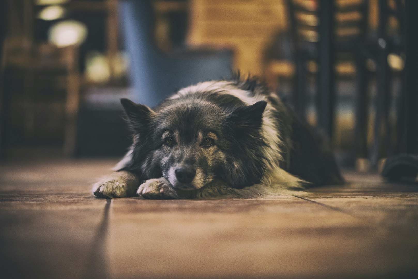 Hundveterinär i Linköping